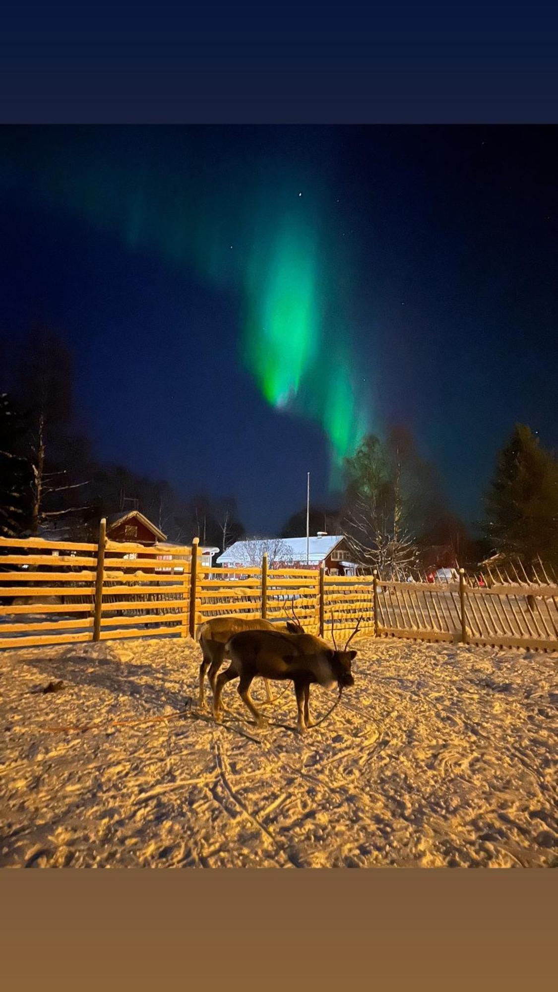 Villa Lapland Reindeer Farm Rovaniemi Exterior photo