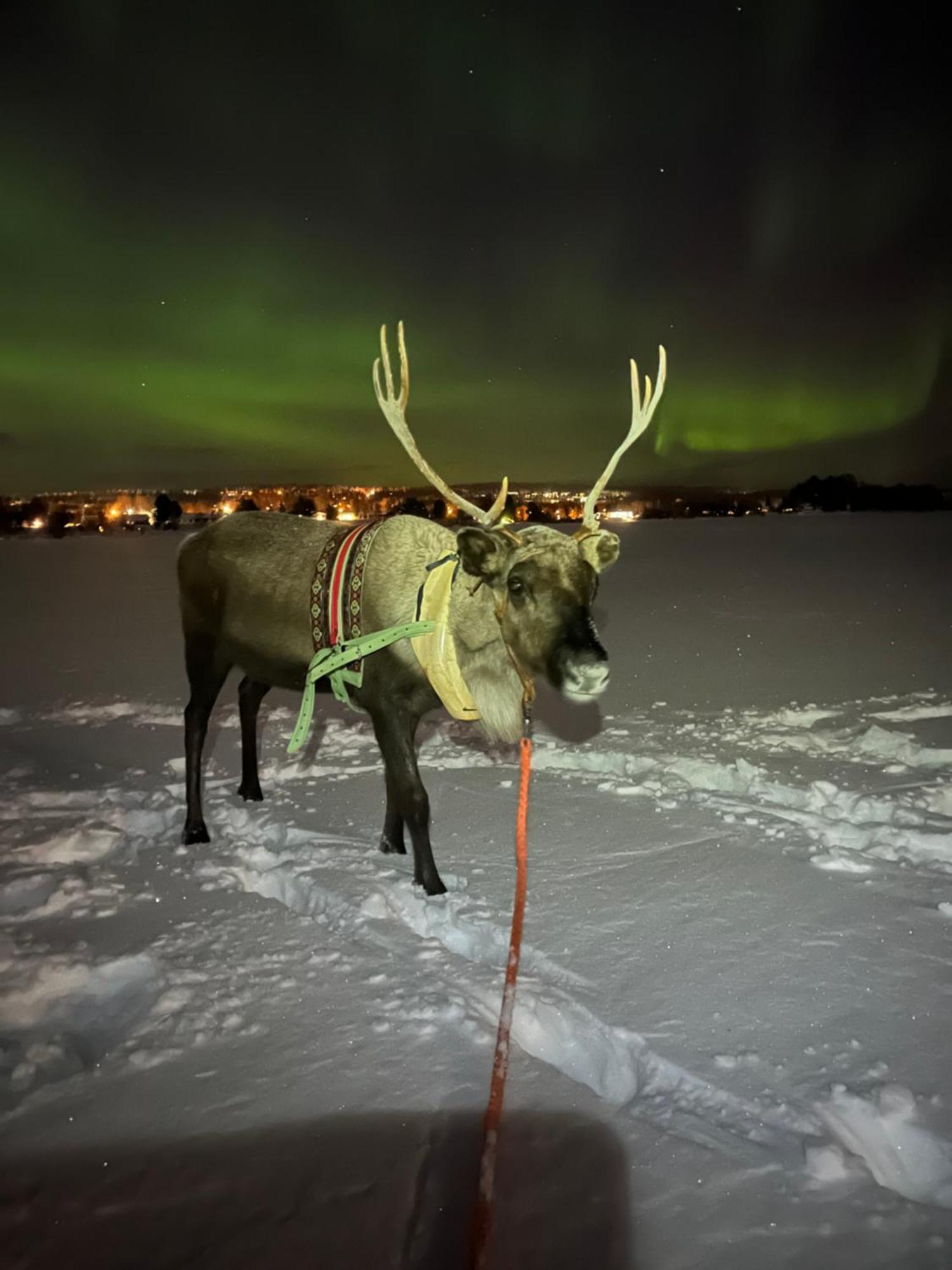 Villa Lapland Reindeer Farm Rovaniemi Exterior photo