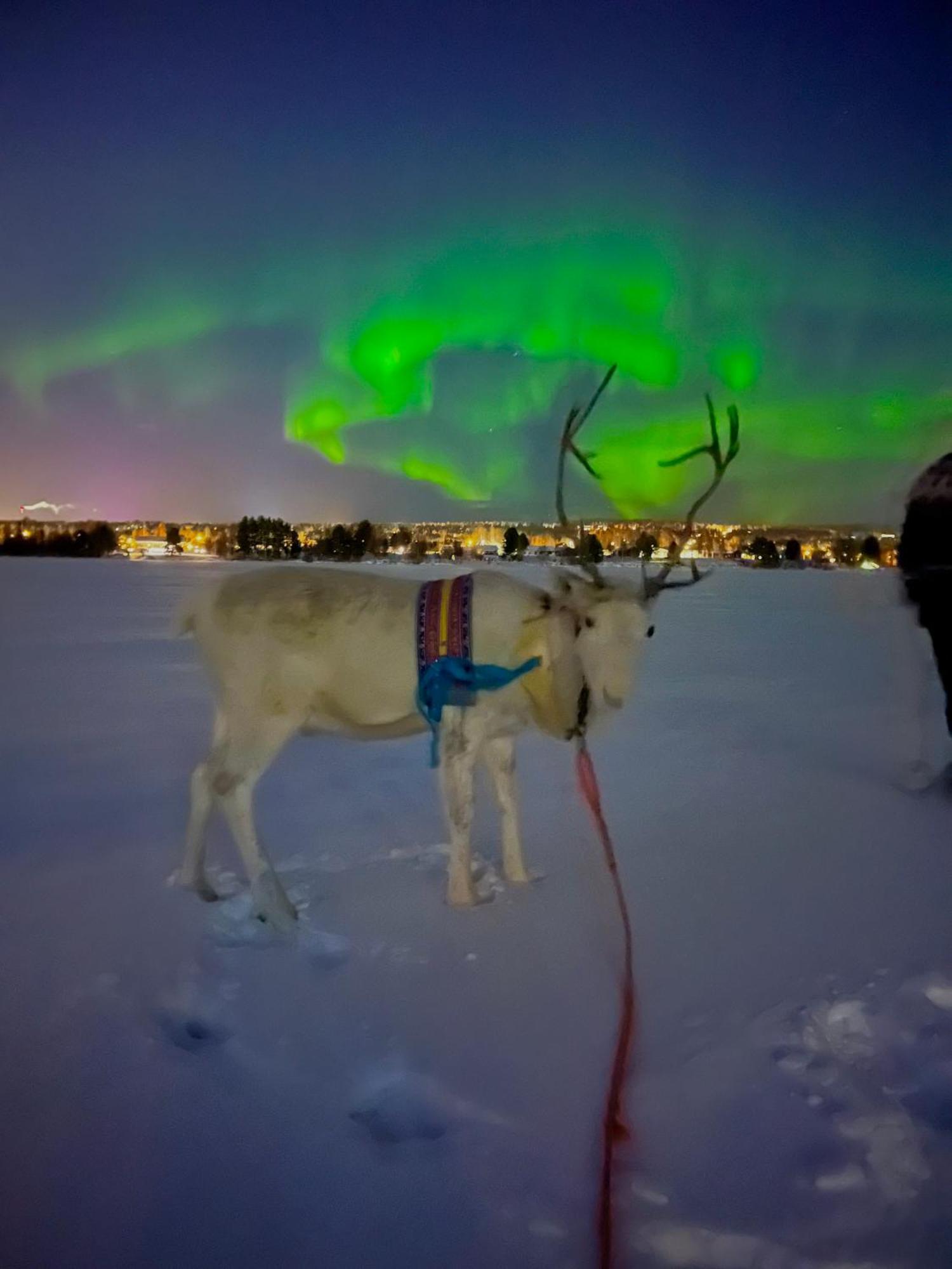 Villa Lapland Reindeer Farm Rovaniemi Exterior photo