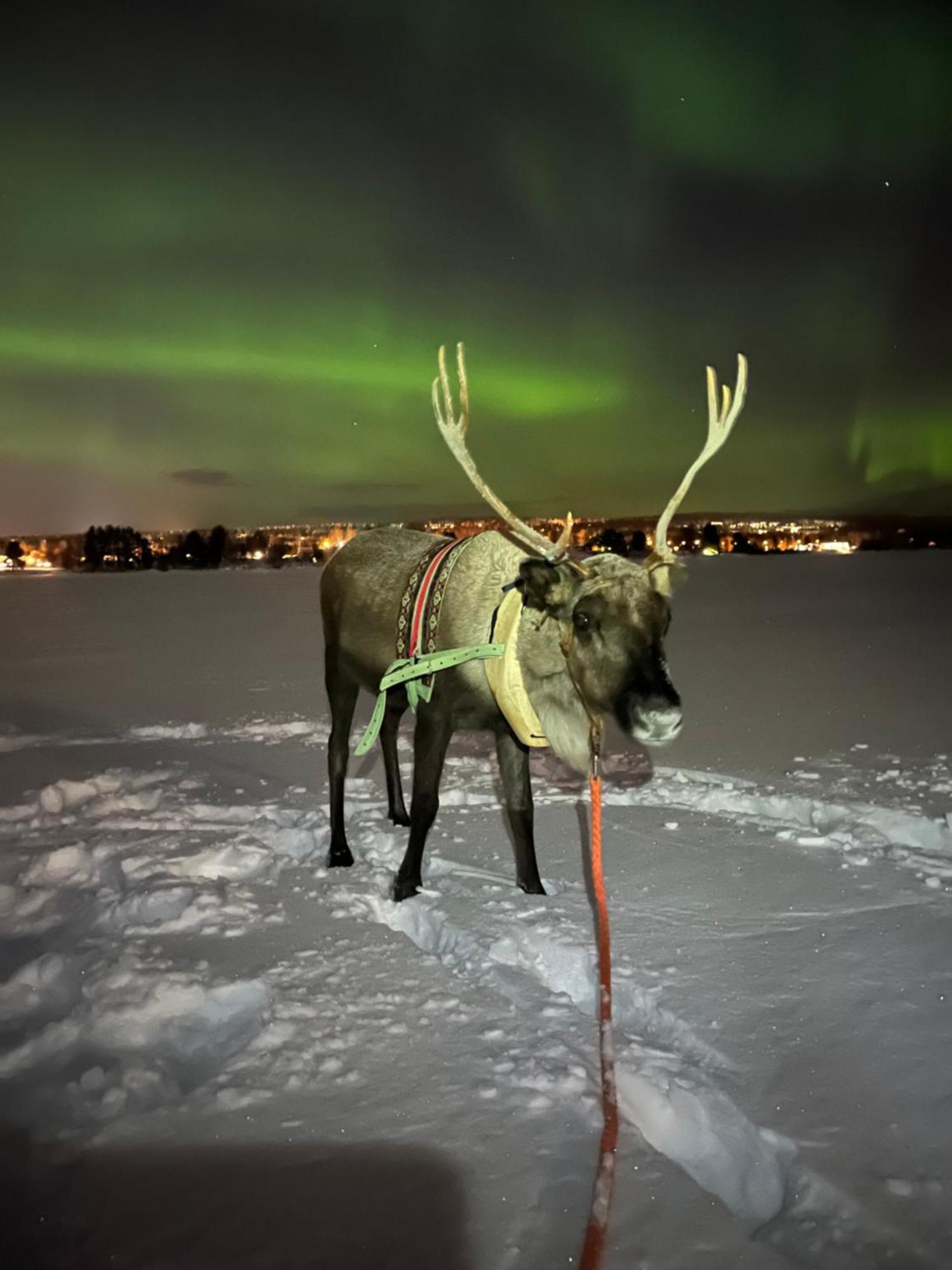 Villa Lapland Reindeer Farm Rovaniemi Exterior photo