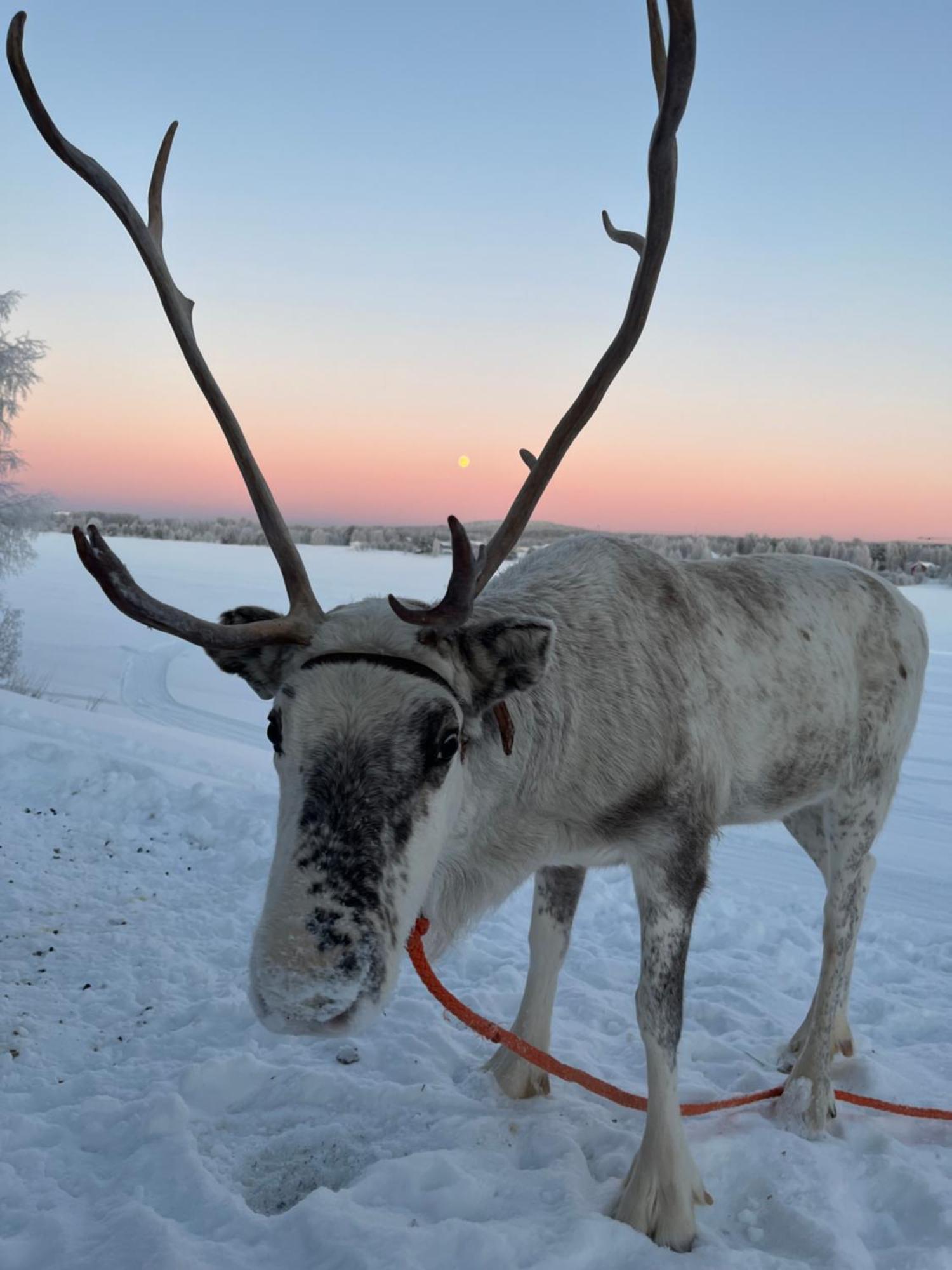 Villa Lapland Reindeer Farm Rovaniemi Exterior photo