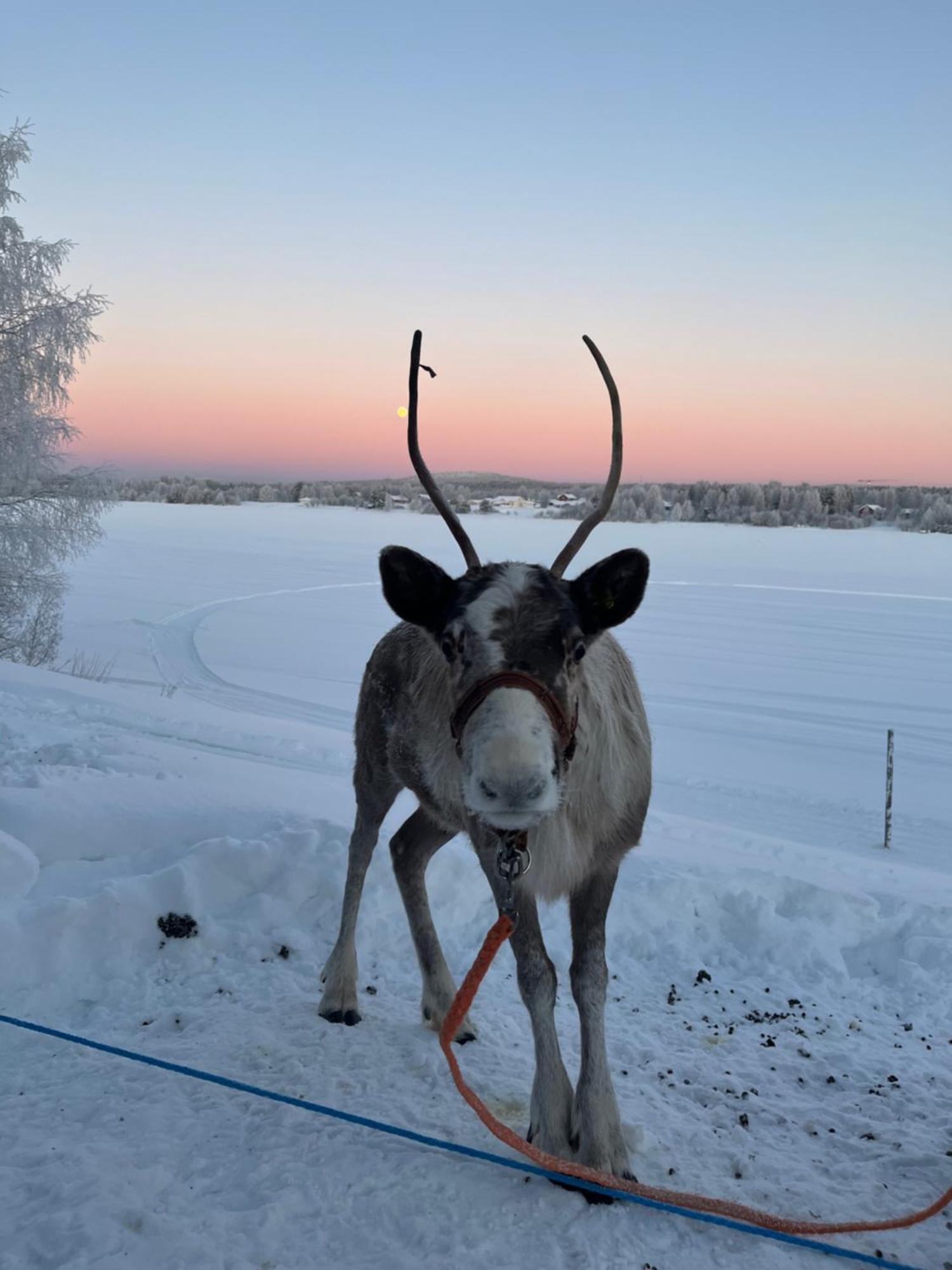 Villa Lapland Reindeer Farm Rovaniemi Exterior photo