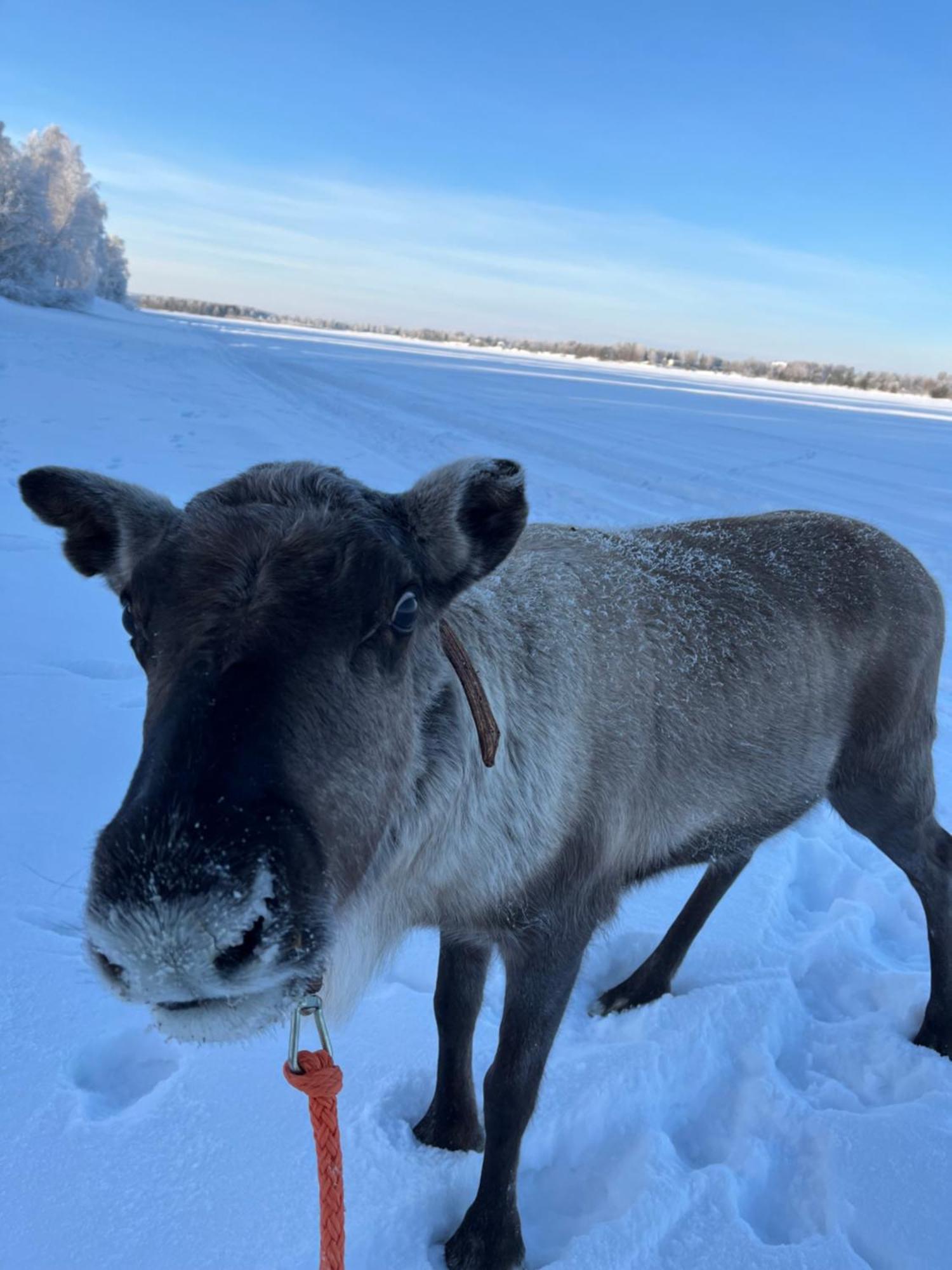 Villa Lapland Reindeer Farm Rovaniemi Exterior photo