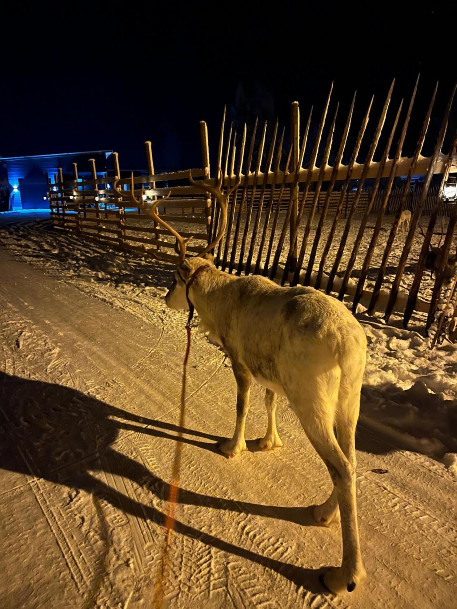 Villa Lapland Reindeer Farm Rovaniemi Exterior photo